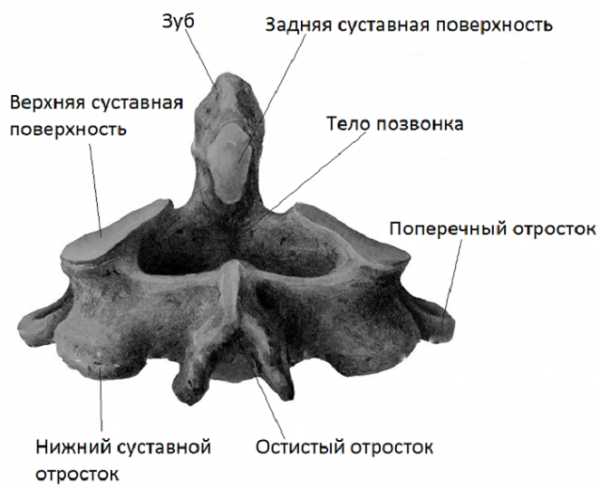 2 шейный позвонок анатомия рисунок